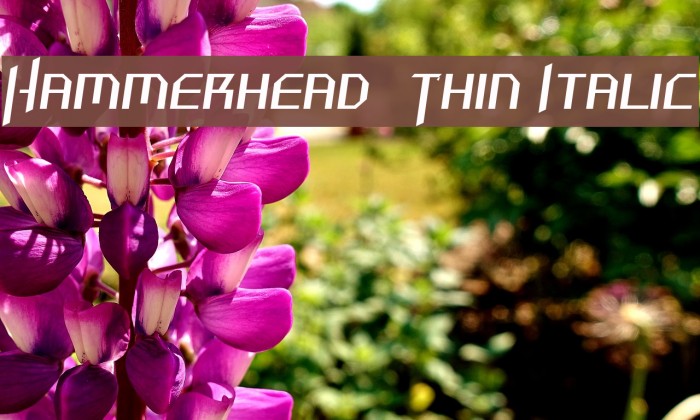 Hammerhead Thin Italic Font examples