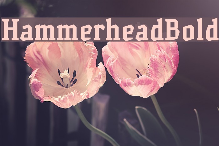HammerheadBold Font examples
