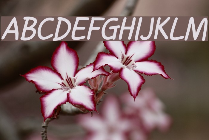 Handgley Bold Italic Example 1