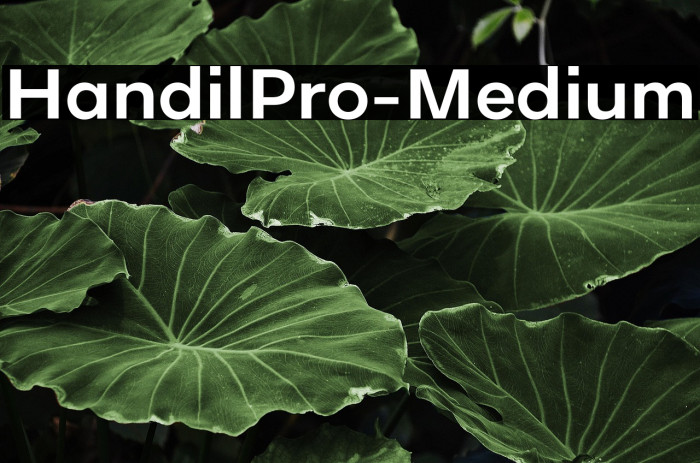 HandilPro-Medium Example 3