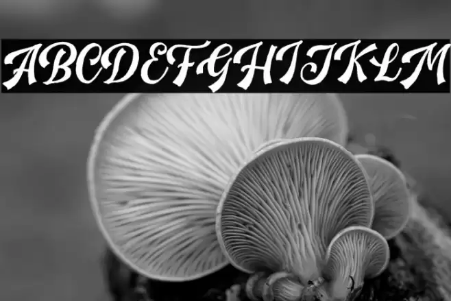 HandpackScriptDEMO Font examples