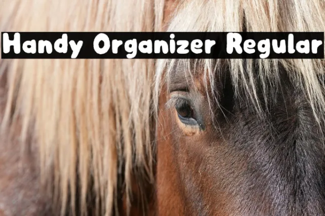 Handy Organizer Regular Example 2