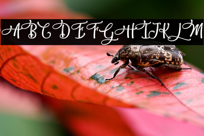 HandyInk-PersonalUse Example 1