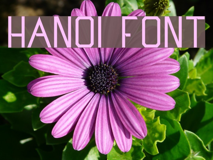 Hanoi Font examples