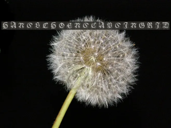 HansSchoensCapsInGrid Example 2