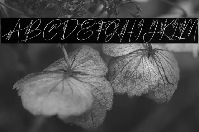 Hantoria Signature NoLigature Font examples