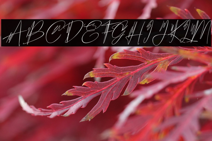 Hantoria Signature NoLigature Example 3