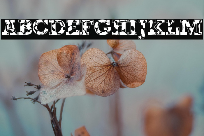 Happy Cow Bold Example 2