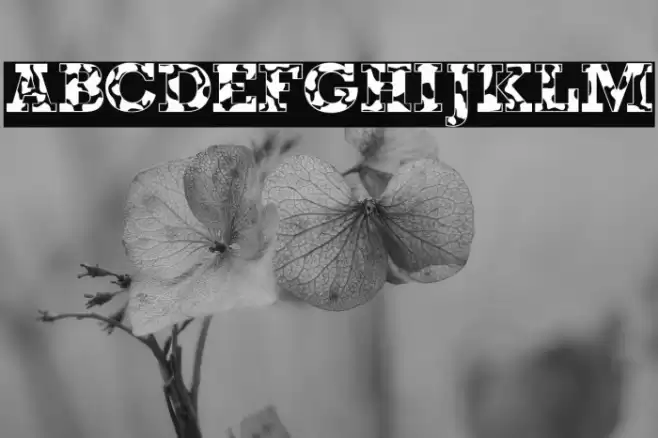 Happy Cow Bold Font examples