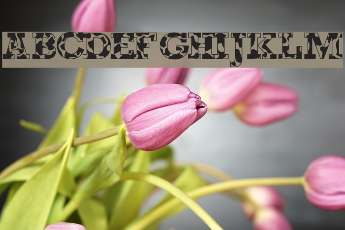 Happy Cow Bold Font examples