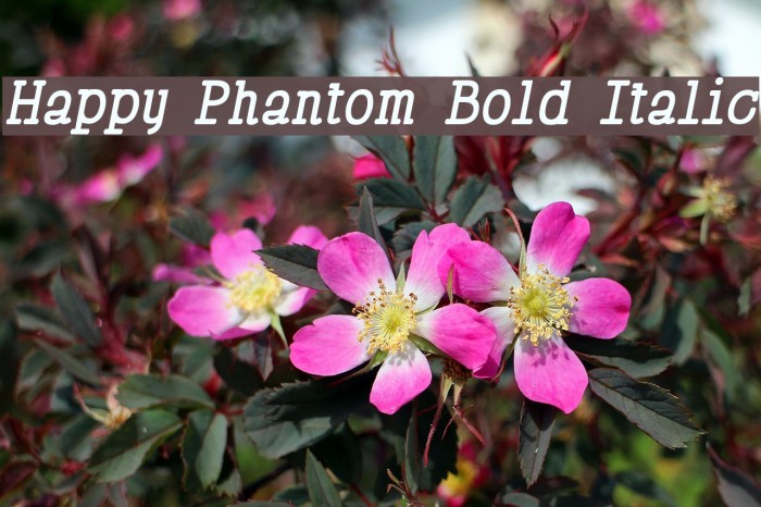 Happy Phantom Bold Italic Font examples
