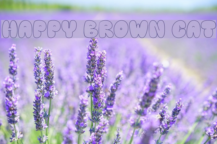 Happy brown cat Font examples