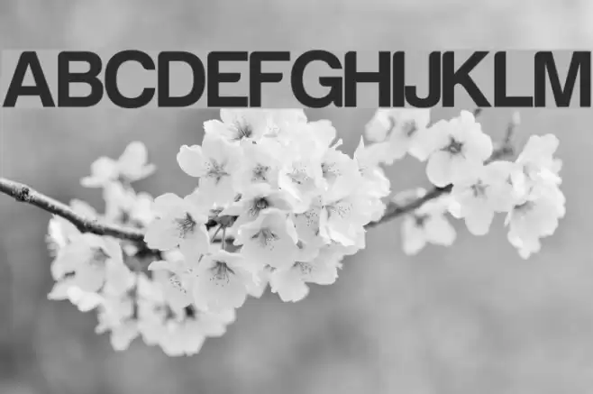 Harabara Bold Font examples