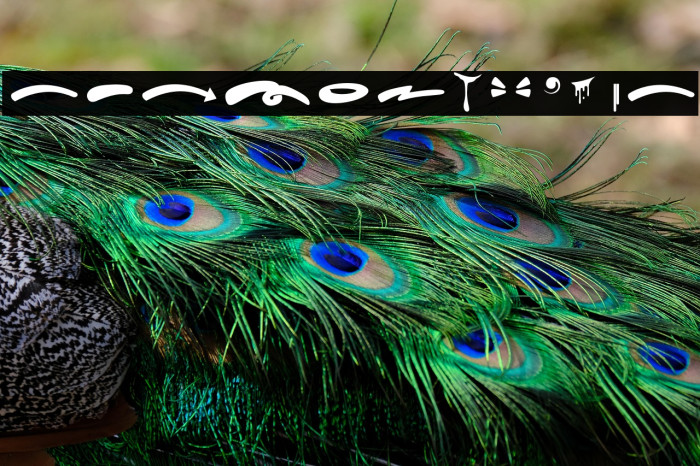 Hard Zone - Swash خط examples