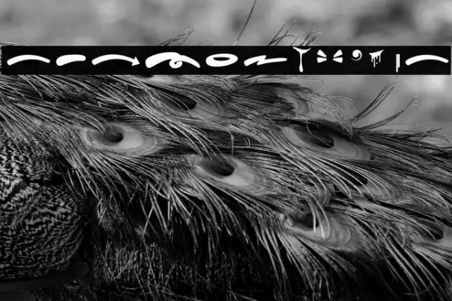 Hard Zone - Swash  examples