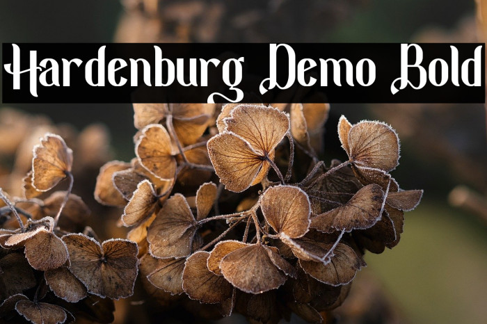 Hardenburg Demo Bold Example 1