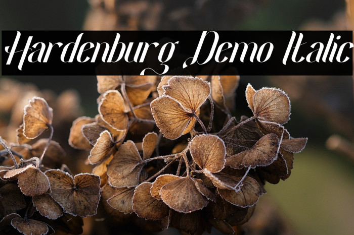 Hardenburg Demo Italic Example 3