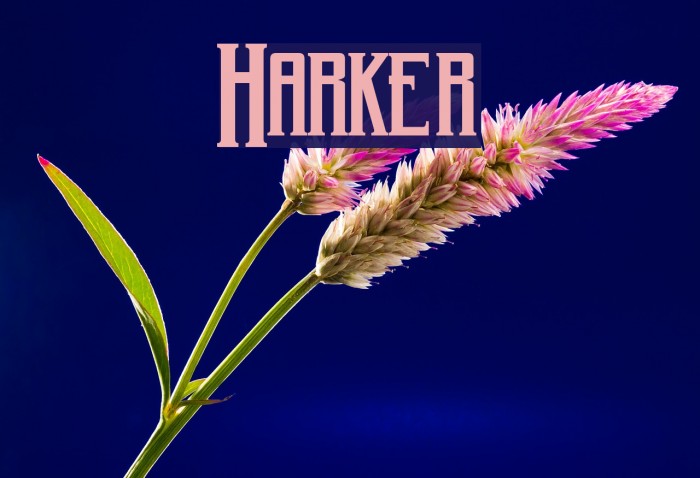 Harker Font examples
