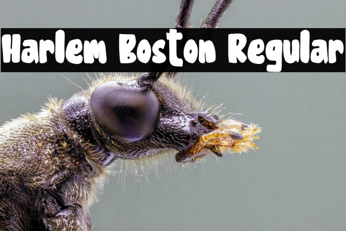 Harlem Boston Regular Example 2