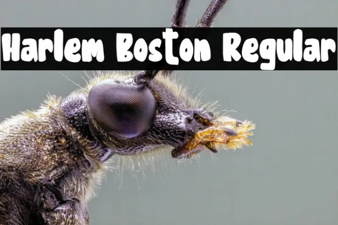 Harlem Boston Regular Example 2
