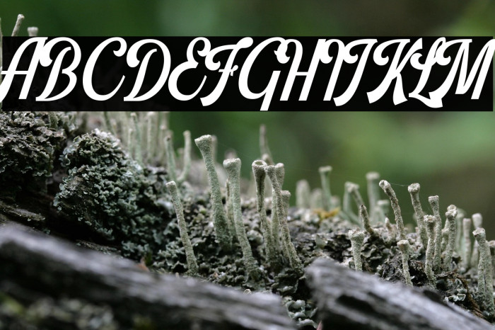 Harlend Demo Example 2