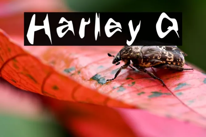 Harley Q Example 1