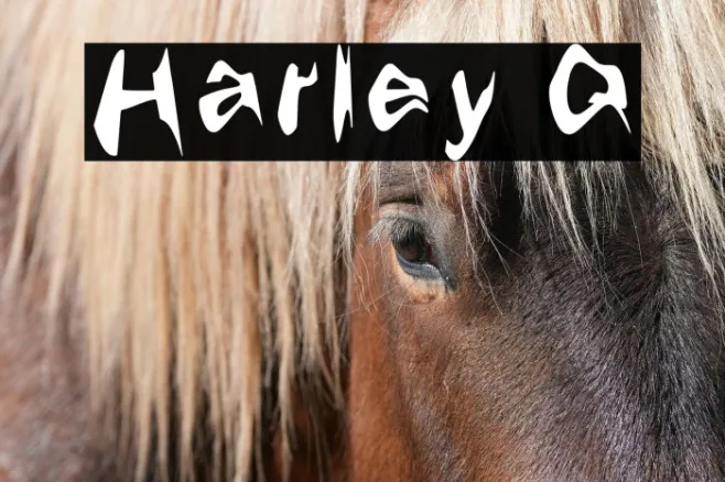 Harley Q Example 3