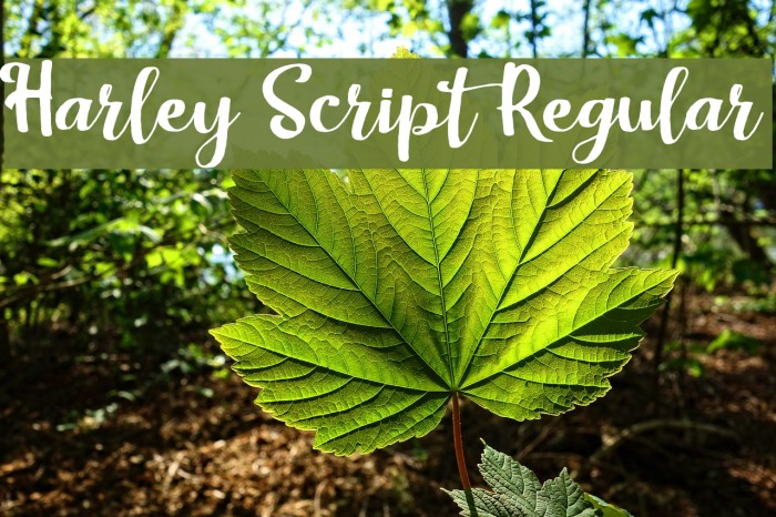Harley Script Regular Font examples