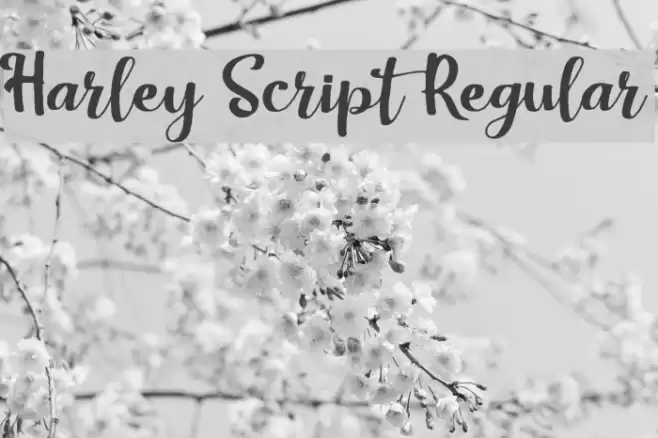 Harley Script Regular Font examples