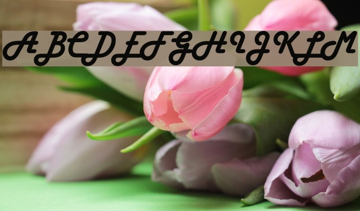 Harlow Solid Italic Font examples