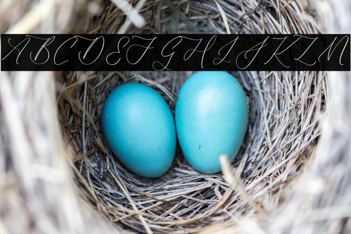 Harlyetta Mordila Example 1