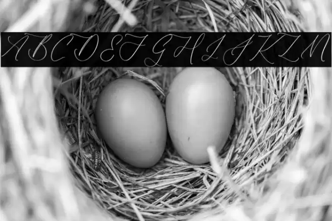 Harlyetta Mordila Font examples