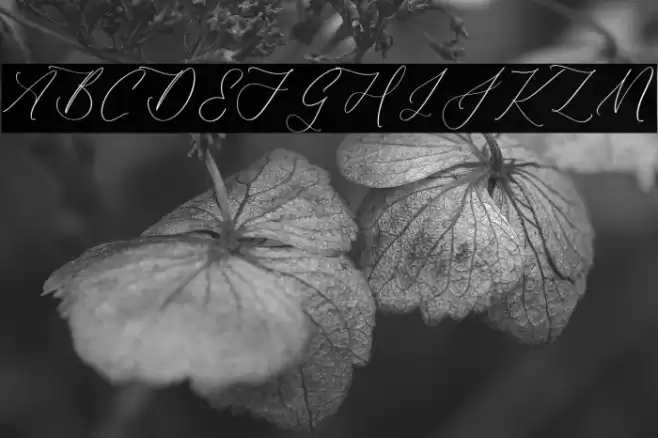 Harlyetta Mordila Font examples