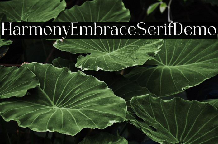 HarmonyEmbraceSerifDemo Example 2