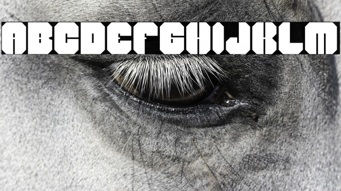 Harmy Bold Example 2