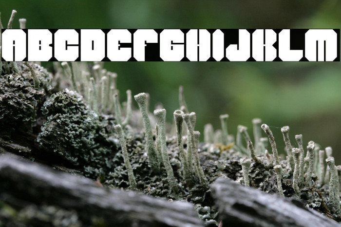 Harmy Bold Example 3