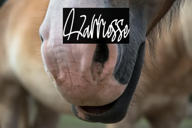 Harriesse Example 2
