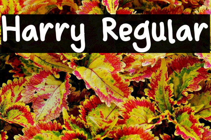 Harry Regular Example 3