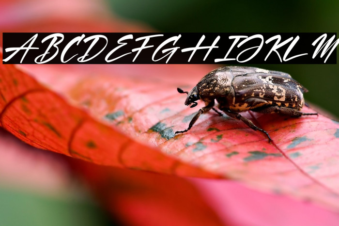 Hartman & Richard Italic Example 1