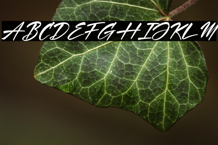 Hartman & Richard Italic Example 3