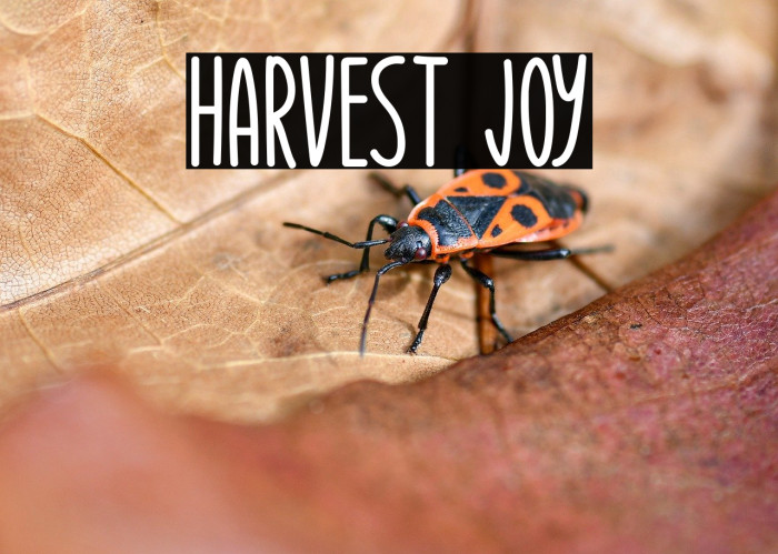 Harvest Joy Example 1