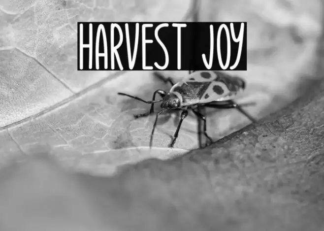 Harvest Joy Font examples