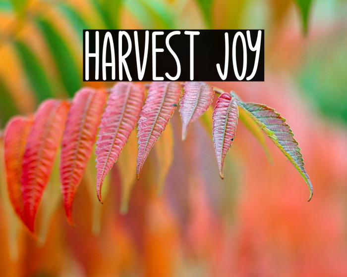 Harvest Joy Example 3