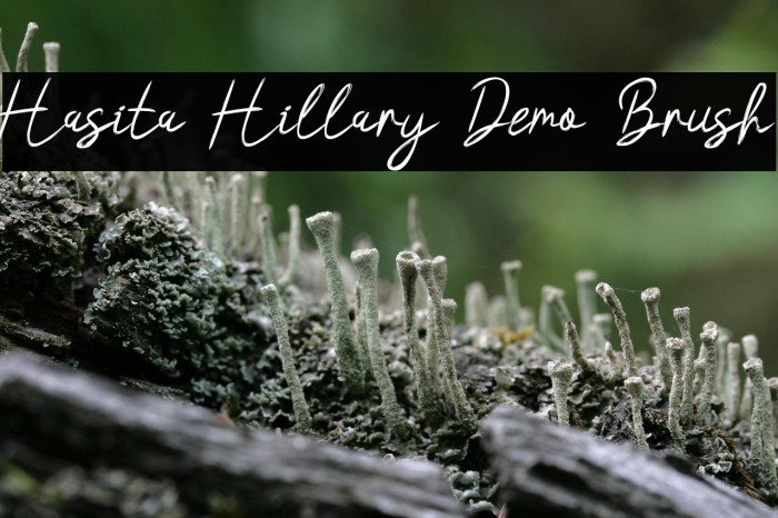 Hasita Hillary Demo Brush Example 3