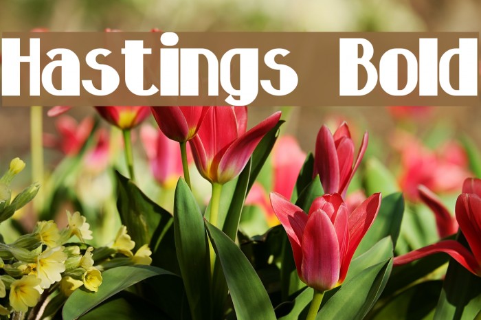 Hastings Bold Font examples