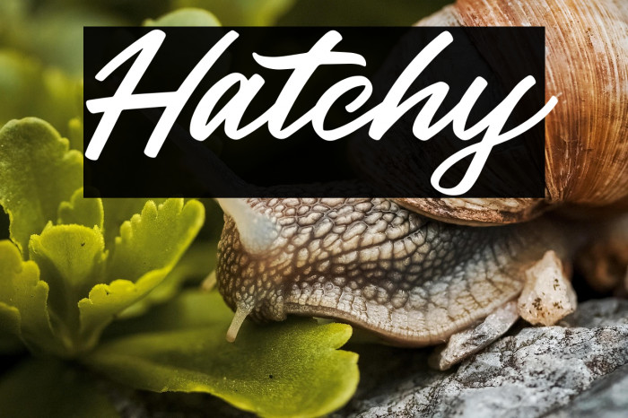 Hatchy Example 1