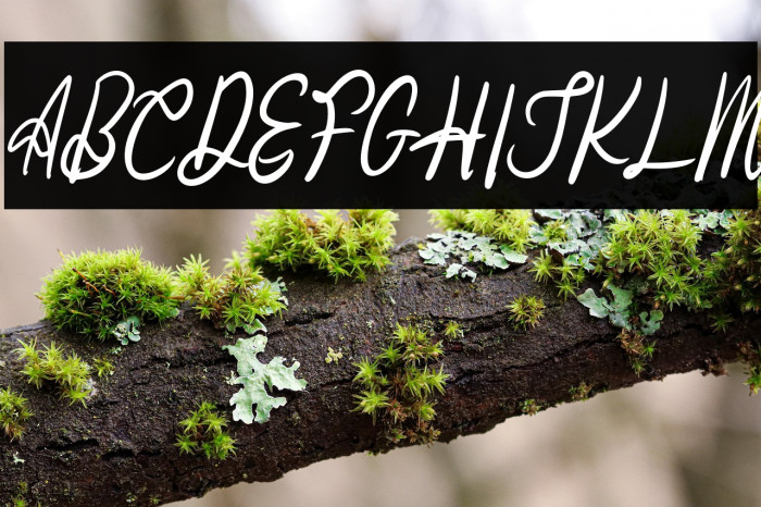 HatedoFREE Example 2