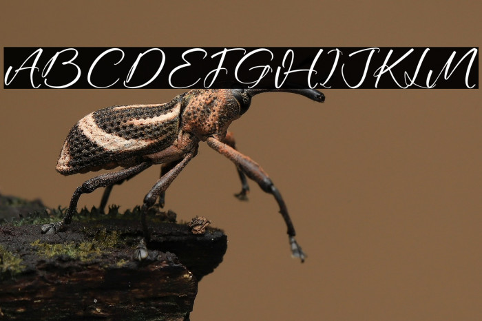 Hatheyrose DEMO VERSION Example 1