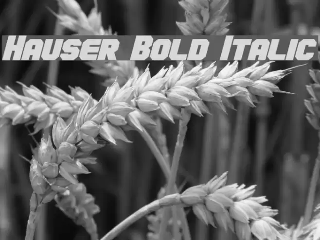 Hauser Bold Italic Font examples