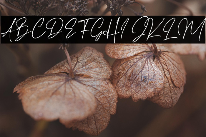 HaverinkScript Example 2